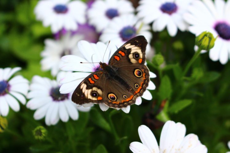 mariposa, Insectos, Flores, Animales HD Wallpaper Desktop Background