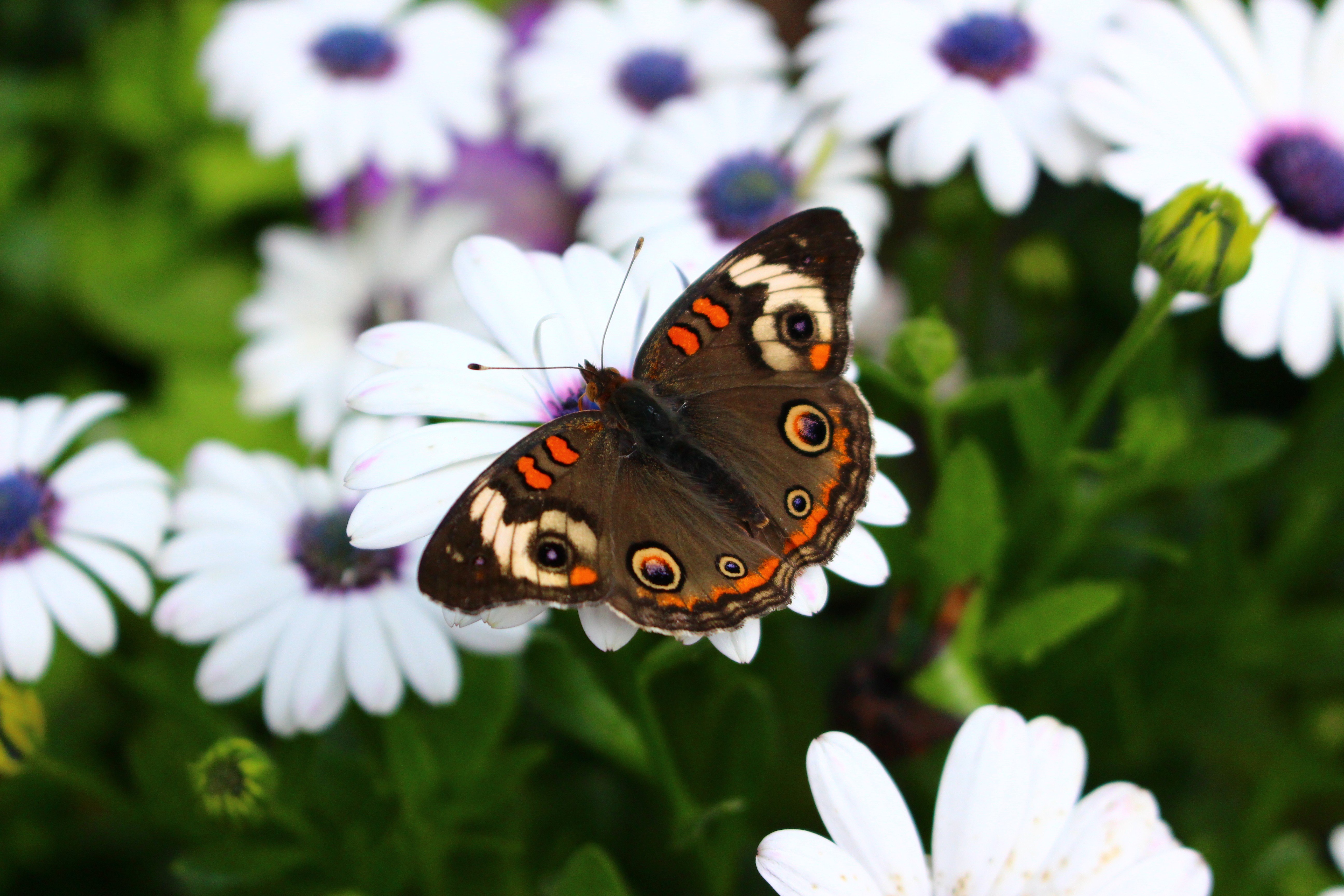 mariposa, Insectos, Flores, Animales Wallpaper