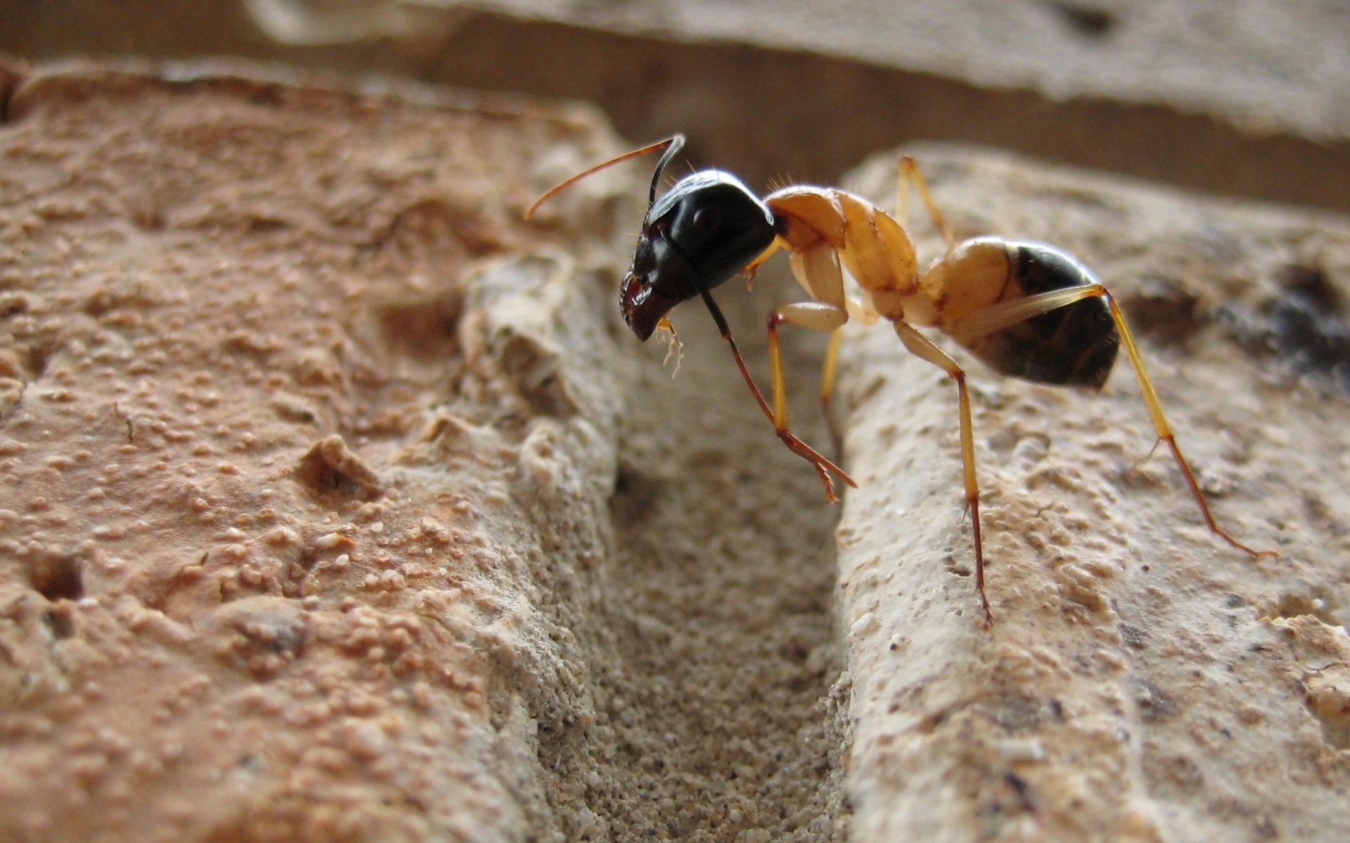 hormiga, Insecto, Animales Wallpaper