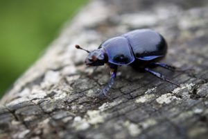 escarabajo, Insecto, Animales
