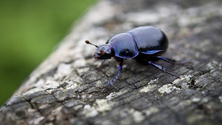 escarabajo, Insecto, Animales HD Wallpaper Desktop Background