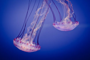 two, Jellyfish