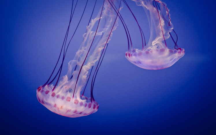 two, Jellyfish HD Wallpaper Desktop Background