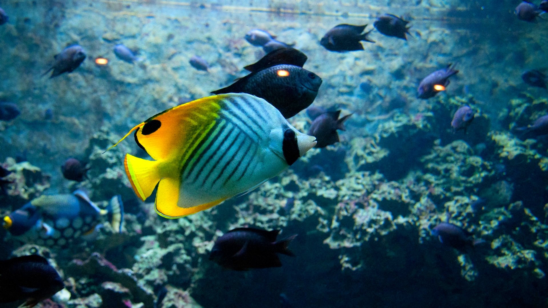 fish, Fishes, Underwater, Ocean, Sea, Sealife, Nature Wallpaper