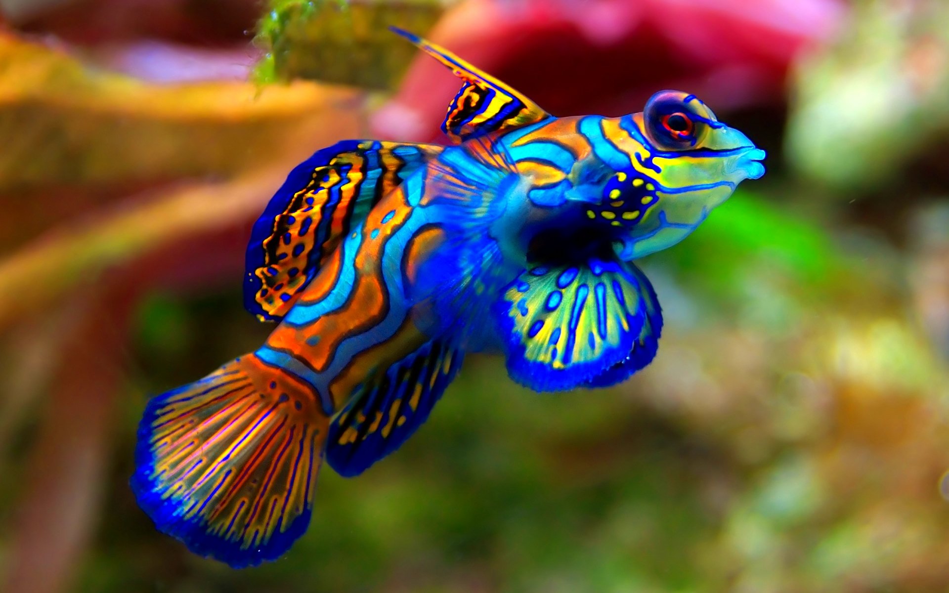 Fish Fishes Underwater Ocean Sea Sealife Nature Wallpapers HD 