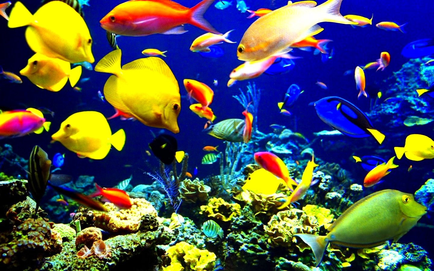 fish, Fishes, Underwater, Ocean, Sea, Sealife, Nature Wallpaper