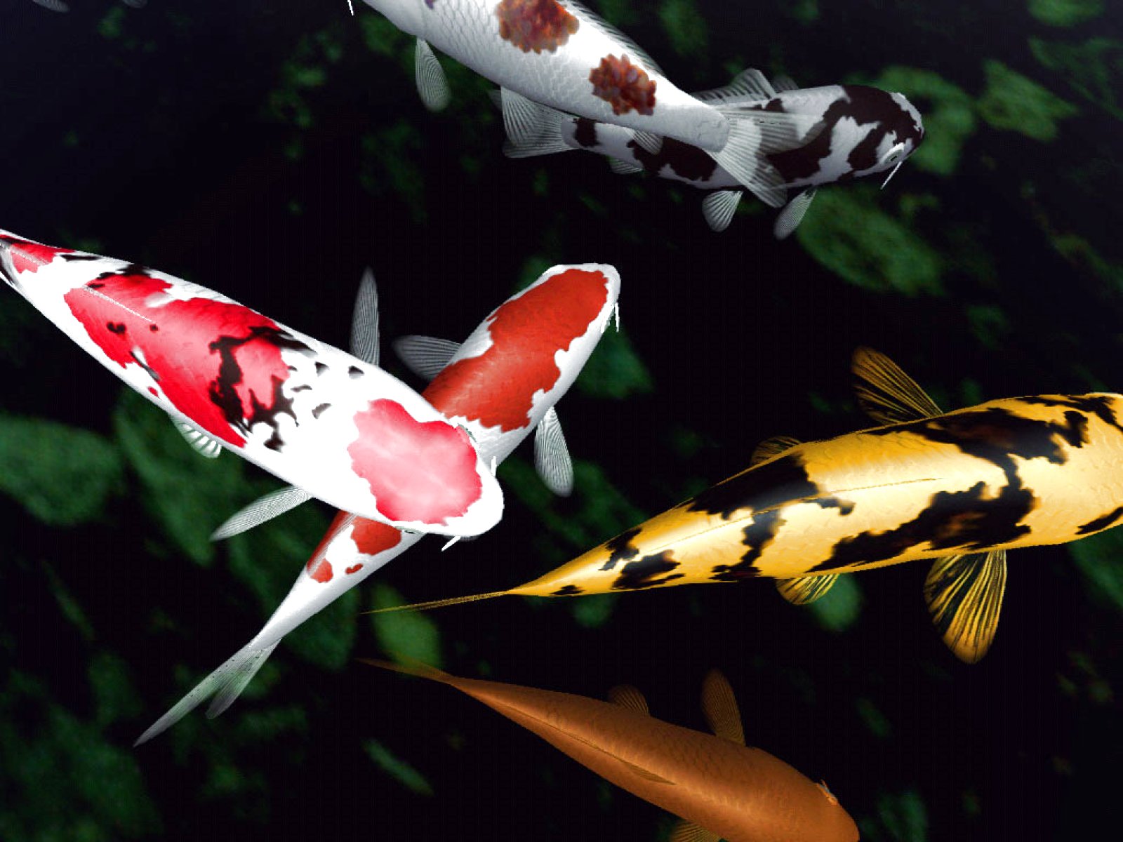 fish, Fishes, Underwater, Ocean, Sea, Sealife, Nature Wallpaper
