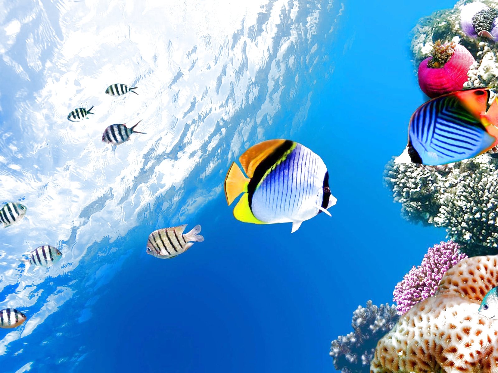 fish, Fishes, Underwater, Ocean, Sea, Sealife, Nature Wallpaper