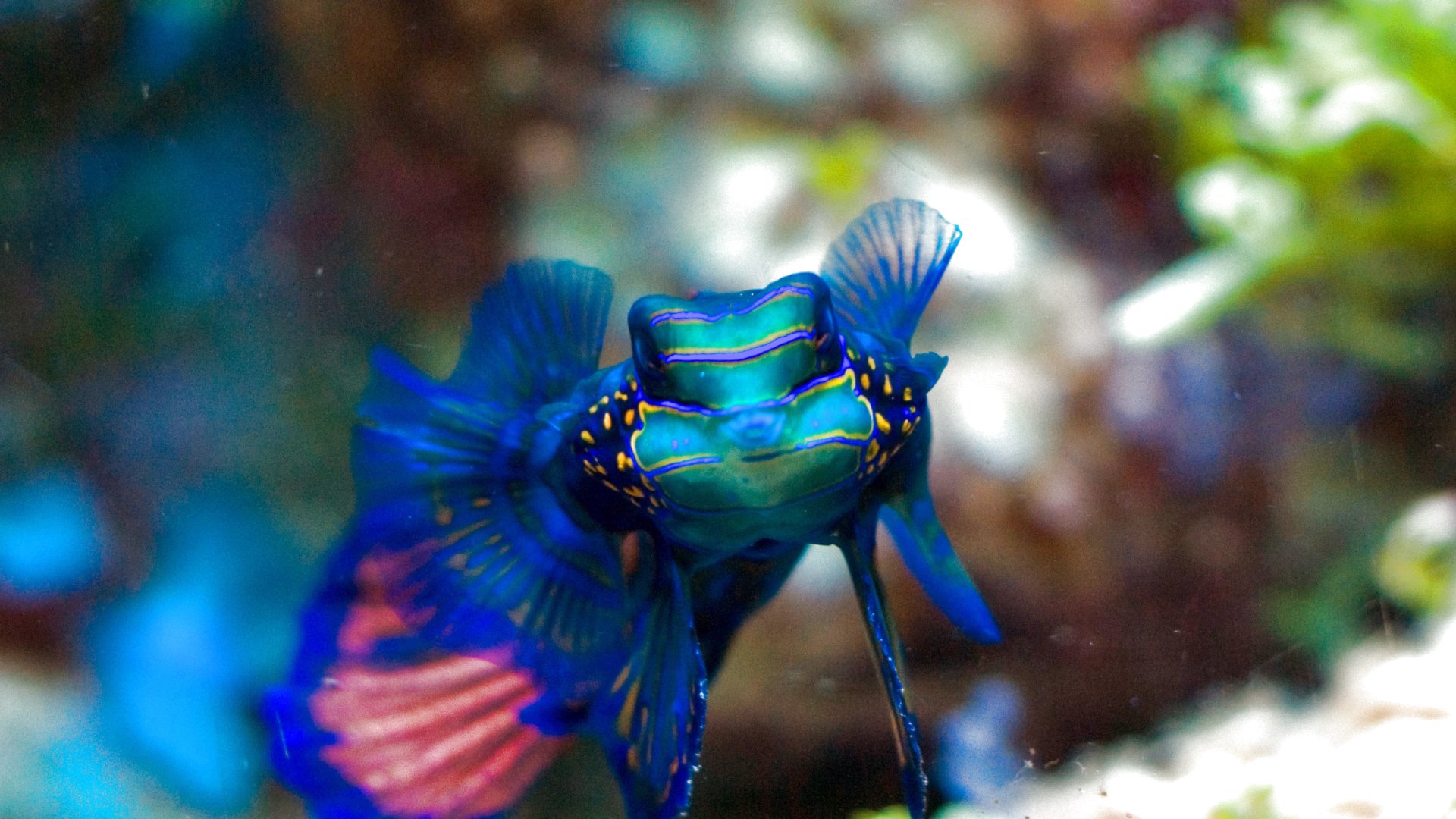 fish, Fishes, Underwater, Ocean, Sea, Sealife, Nature Wallpaper