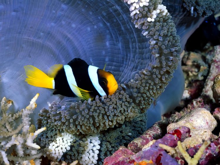 fish, Fishes, Underwater, Ocean, Sea, Sealife, Nature HD Wallpaper Desktop Background