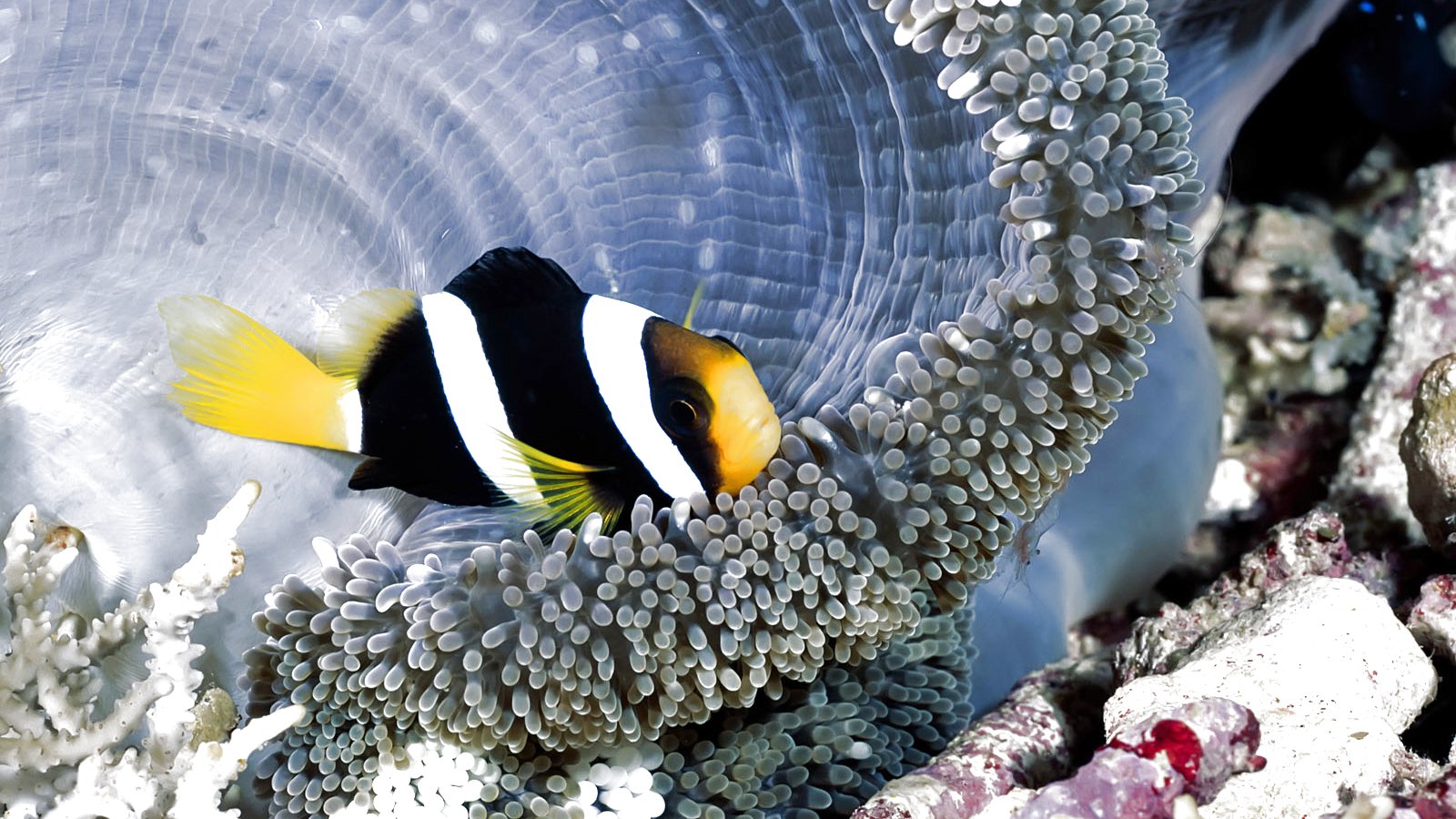 fish, Fishes, Underwater, Ocean, Sea, Sealife, Nature Wallpaper