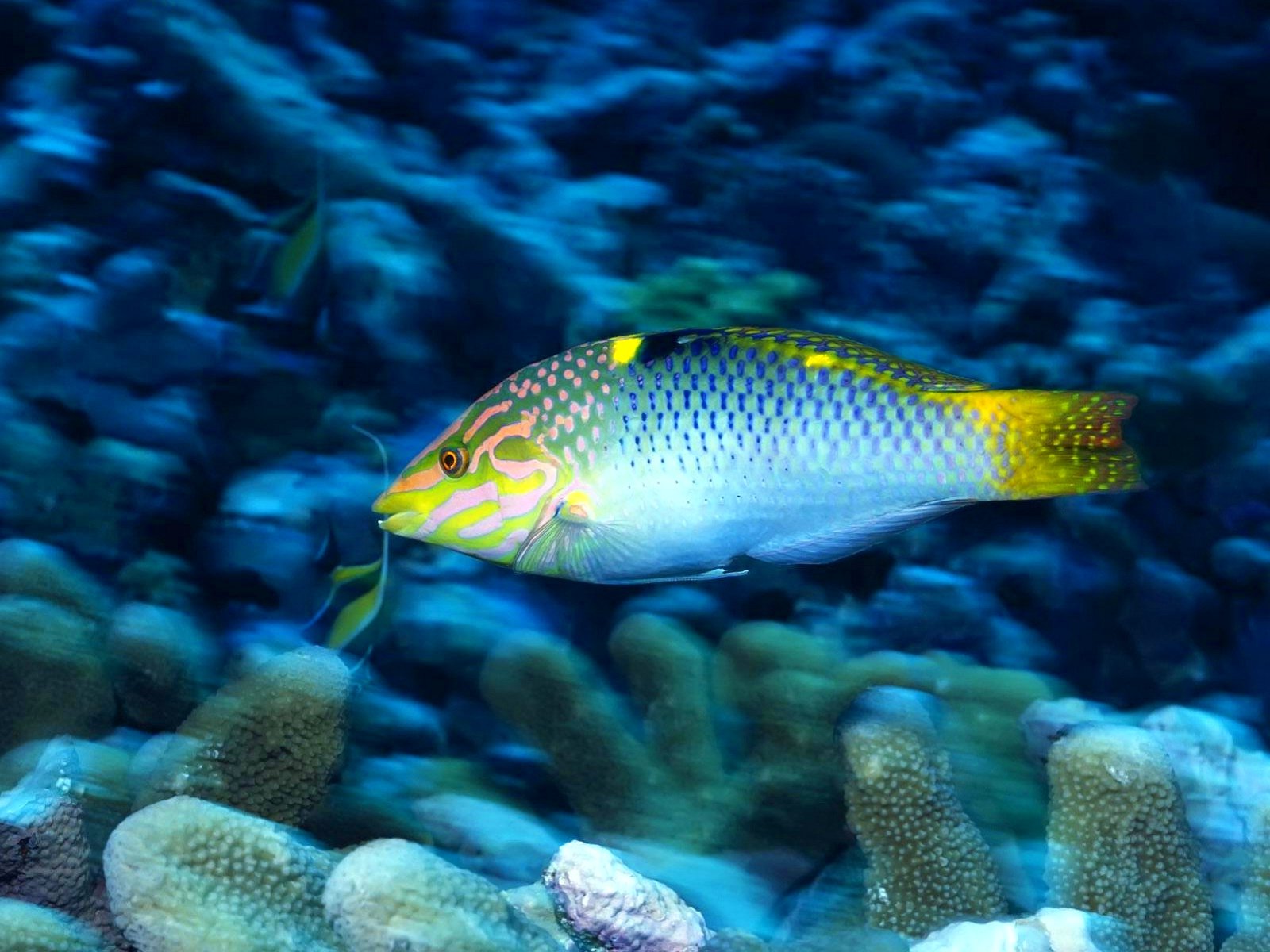 fish, Fishes, Underwater, Ocean, Sea, Sealife, Nature Wallpaper