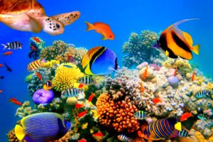 fish, Fishes, Underwater, Ocean, Sea, Sealife, Nature