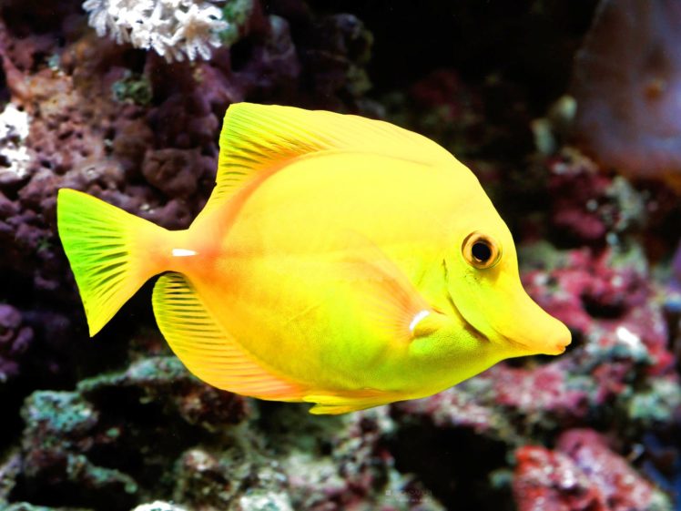 fish, Fishes, Underwater, Ocean, Sea, Sealife, Nature HD Wallpaper Desktop Background