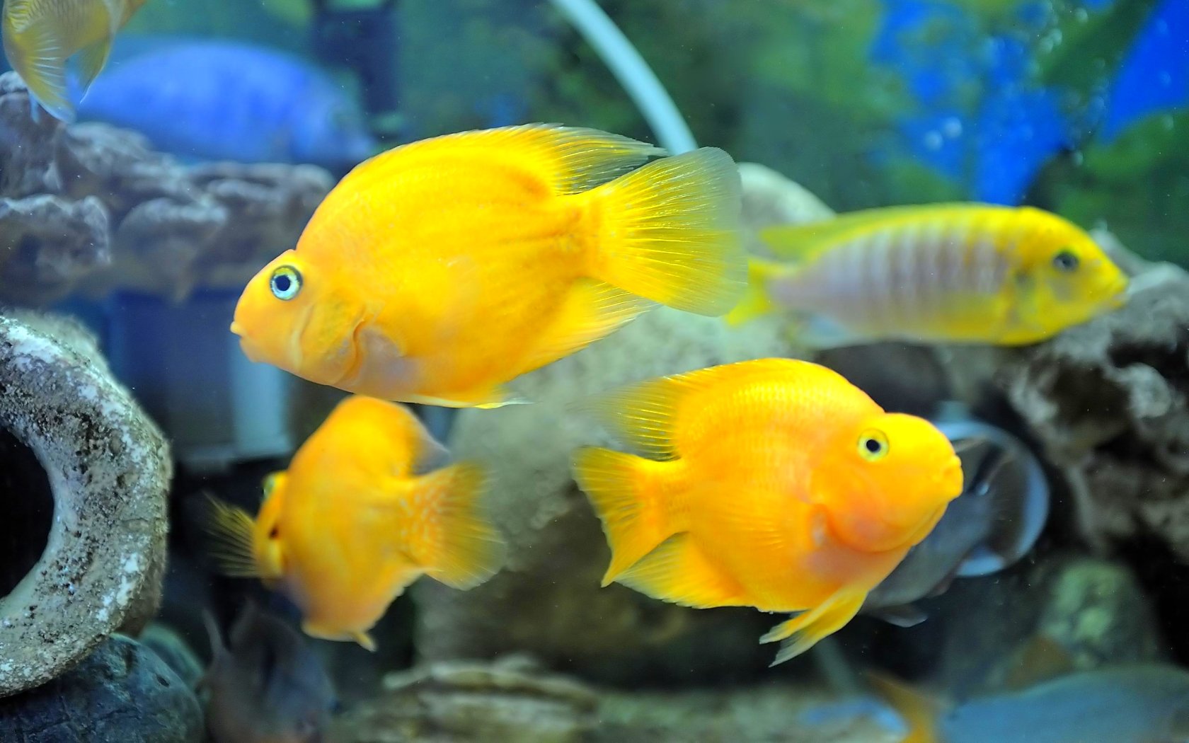 fish, Fishes, Underwater, Ocean, Sea, Sealife, Nature Wallpaper