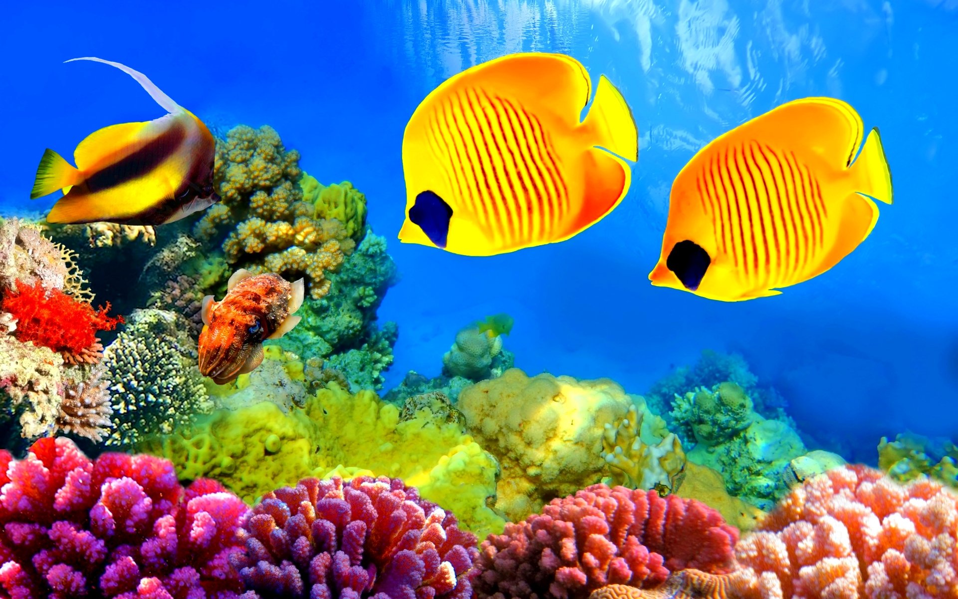 Fish Fishes Underwater Ocean Sea Sealife Nature Wallpapers HD 