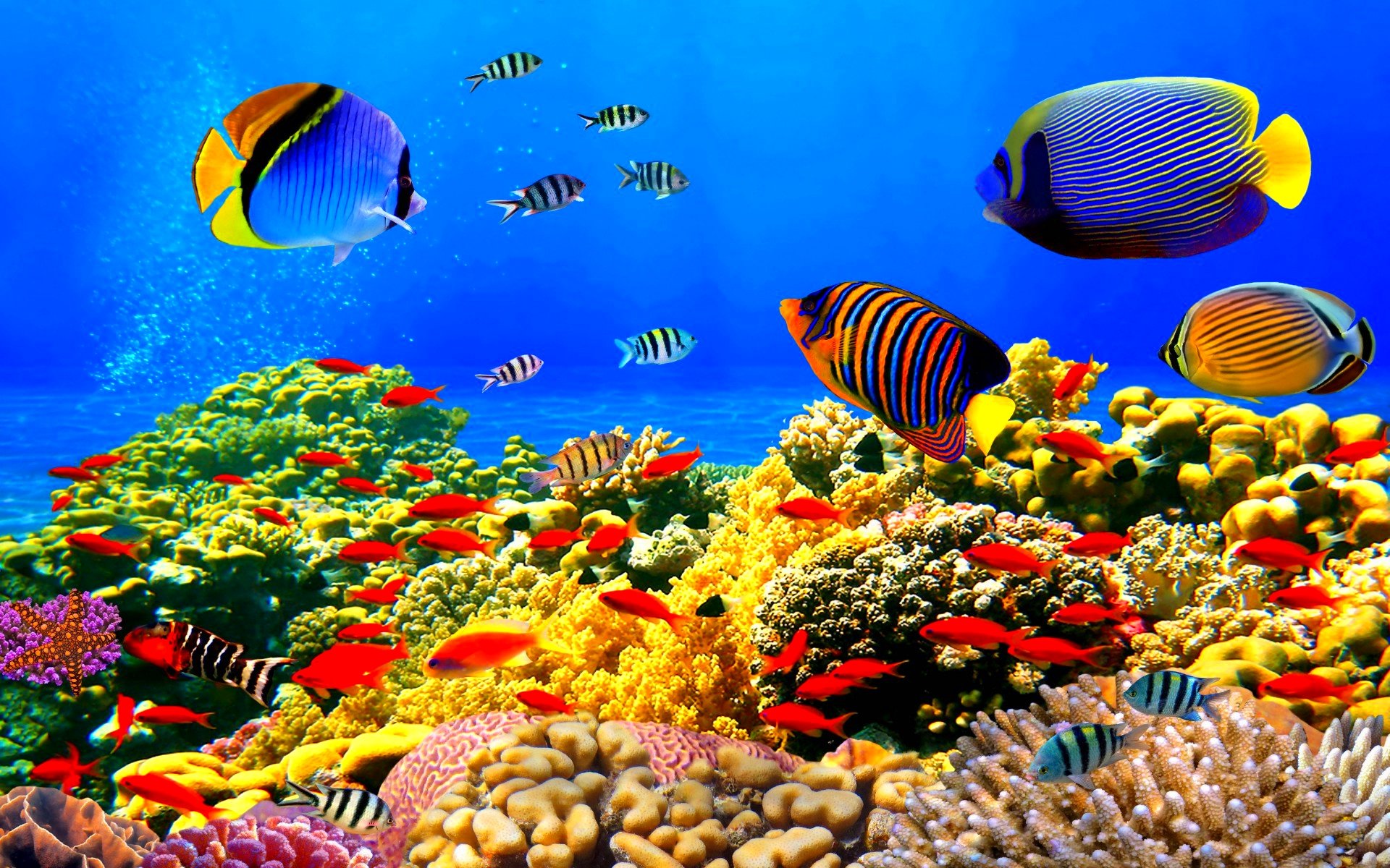 Fish Fishes Underwater Ocean Sea Sealife Nature Wallpapers Hd