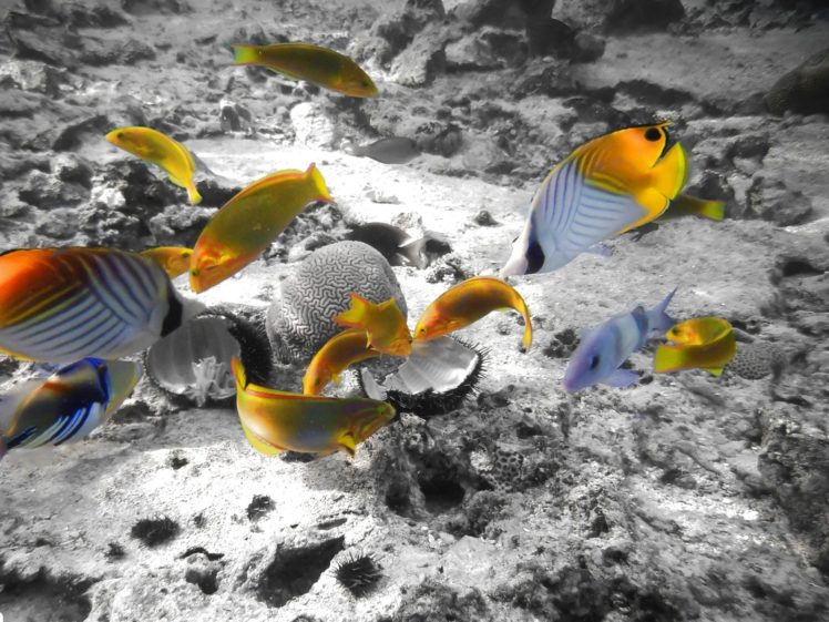 fish, Fishes, Underwater, Ocean, Sea, Sealife, Nature HD Wallpaper Desktop Background