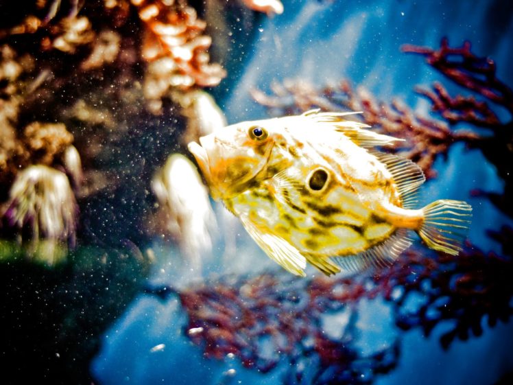 fish, Fishes, Underwater, Ocean, Sea, Sealife, Nature HD Wallpaper Desktop Background