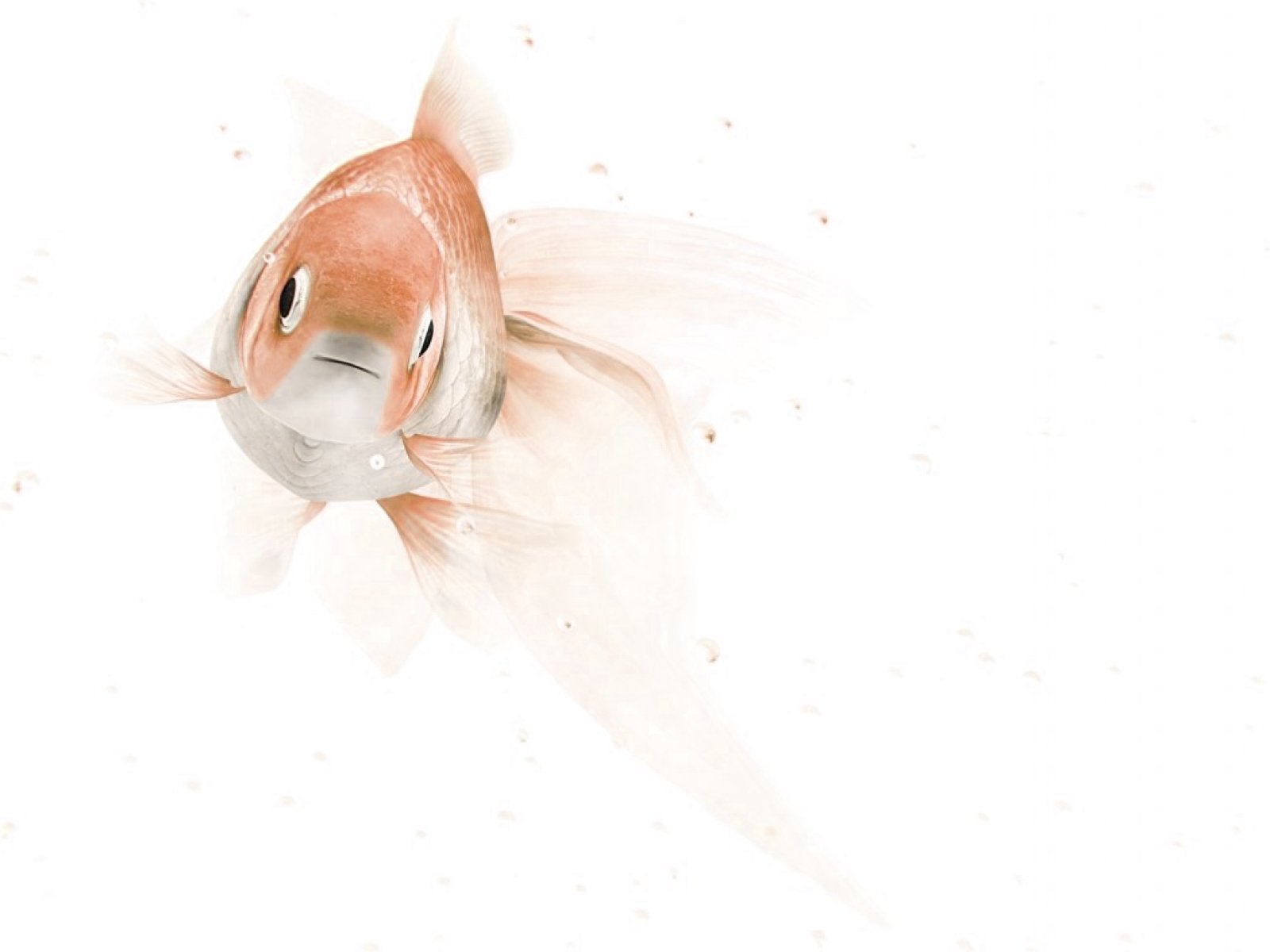 fish, Fishes, Underwater, Ocean, Sea, Sealife, Nature Wallpaper