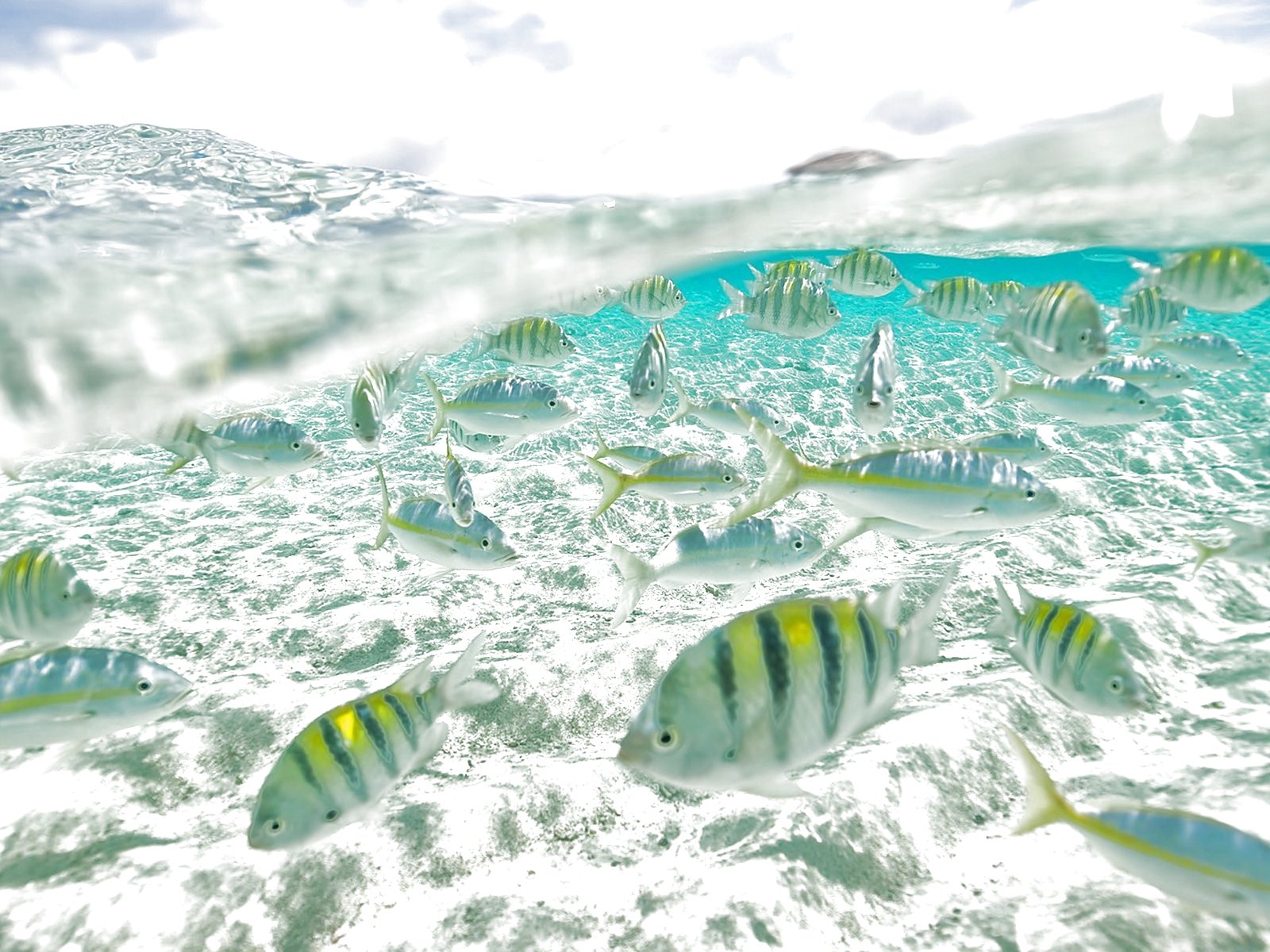 fish, Fishes, Underwater, Ocean, Sea, Sealife, Nature Wallpaper