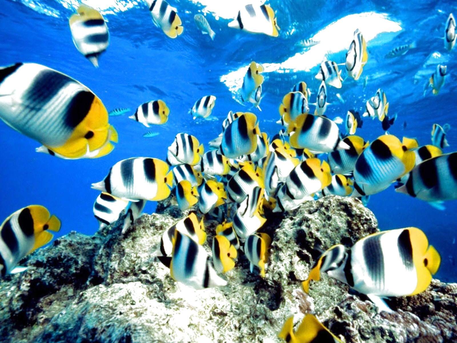 fish, Fishes, Underwater, Ocean, Sea, Sealife, Nature Wallpaper