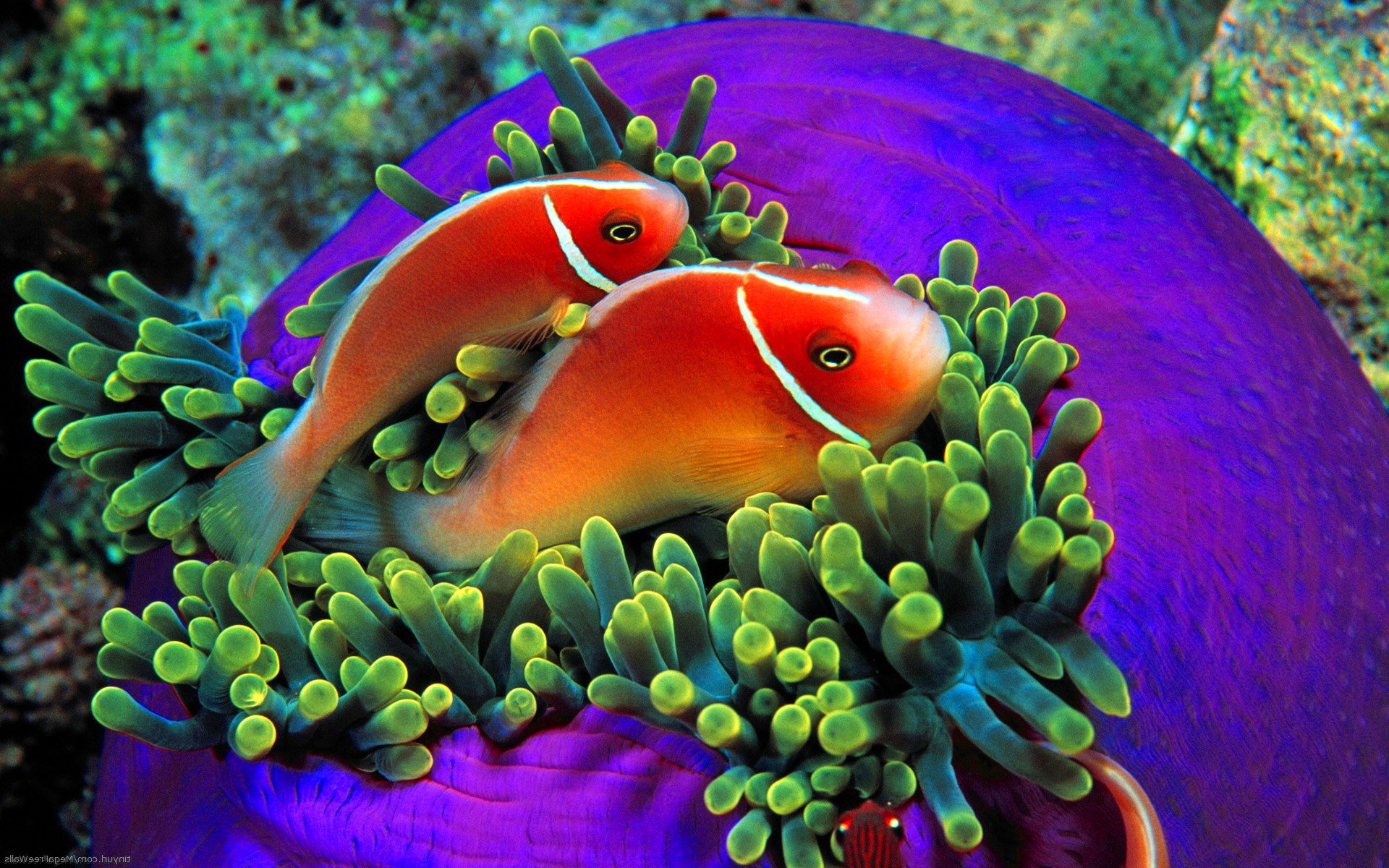 fish, Fishes, Underwater, Ocean, Sea, Sealife, Nature Wallpaper