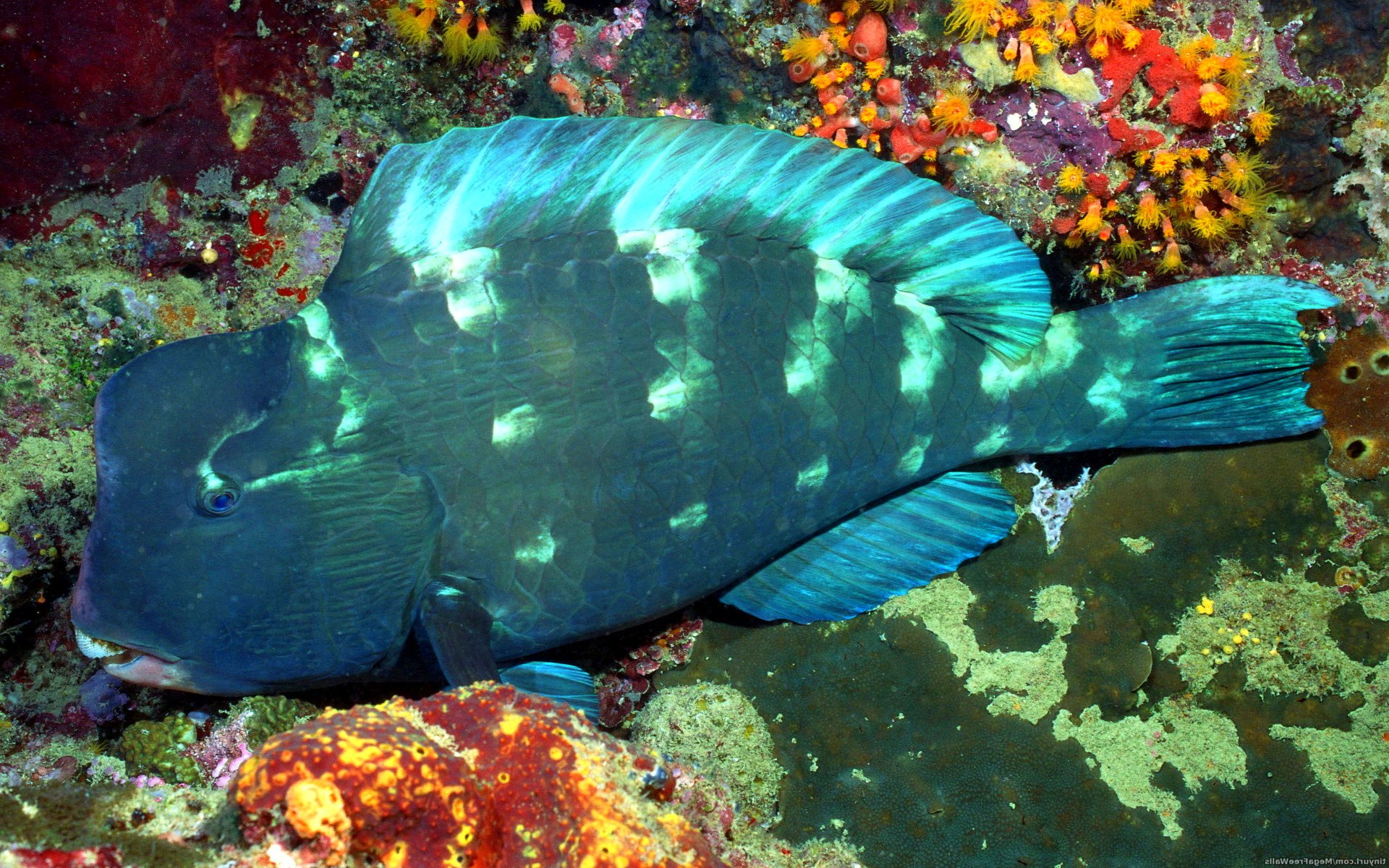 fish, Fishes, Underwater, Ocean, Sea, Sealife, Nature Wallpaper