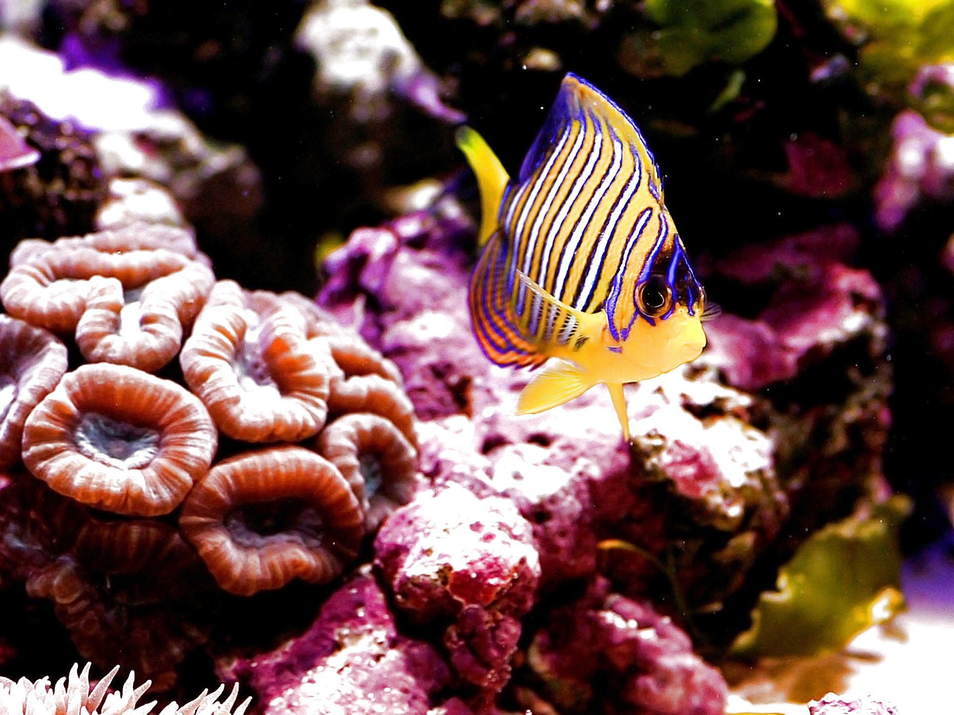 fish, Fishes, Underwater, Ocean, Sea, Sealife, Nature Wallpaper