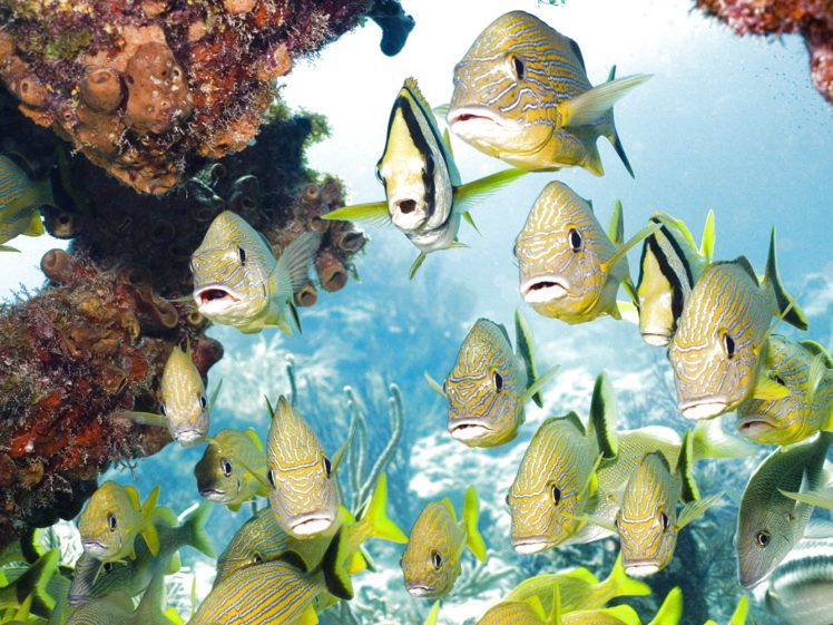 fish, Fishes, Underwater, Ocean, Sea, Sealife, Nature HD Wallpaper Desktop Background