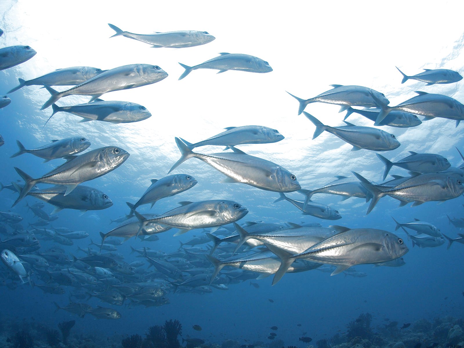 fish, Fishes, Underwater, Ocean, Sea, Sealife, Nature Wallpaper