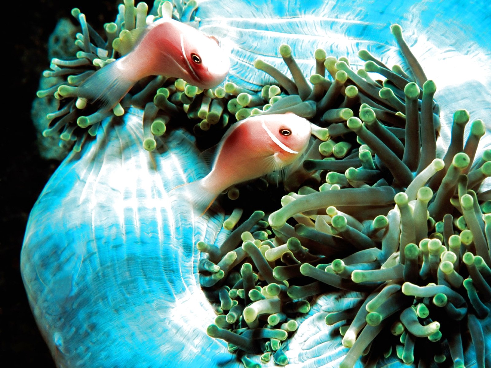 fish, Fishes, Underwater, Ocean, Sea, Sealife, Nature Wallpaper