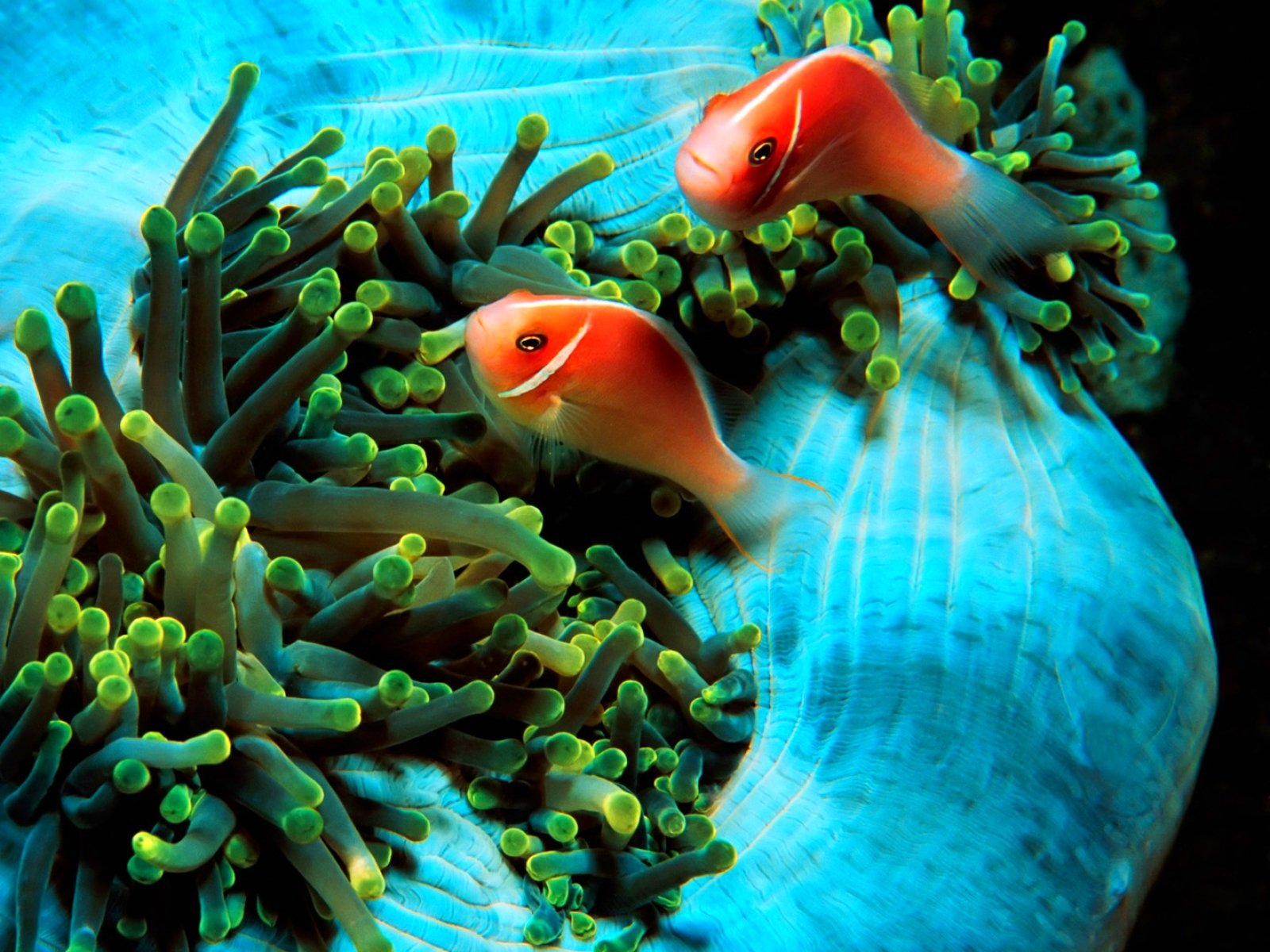 fish, Fishes, Underwater, Ocean, Sea, Sealife, Nature Wallpaper