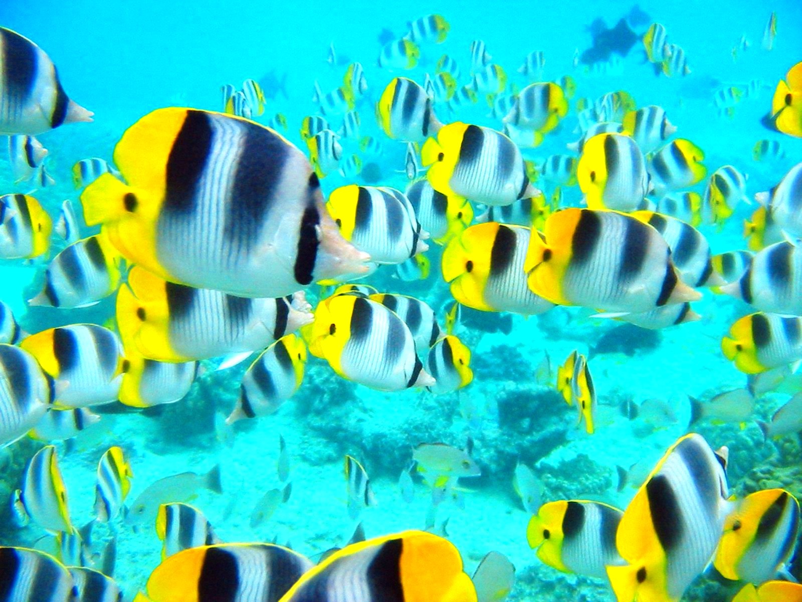 fish, Fishes, Underwater, Ocean, Sea, Sealife, Nature Wallpaper