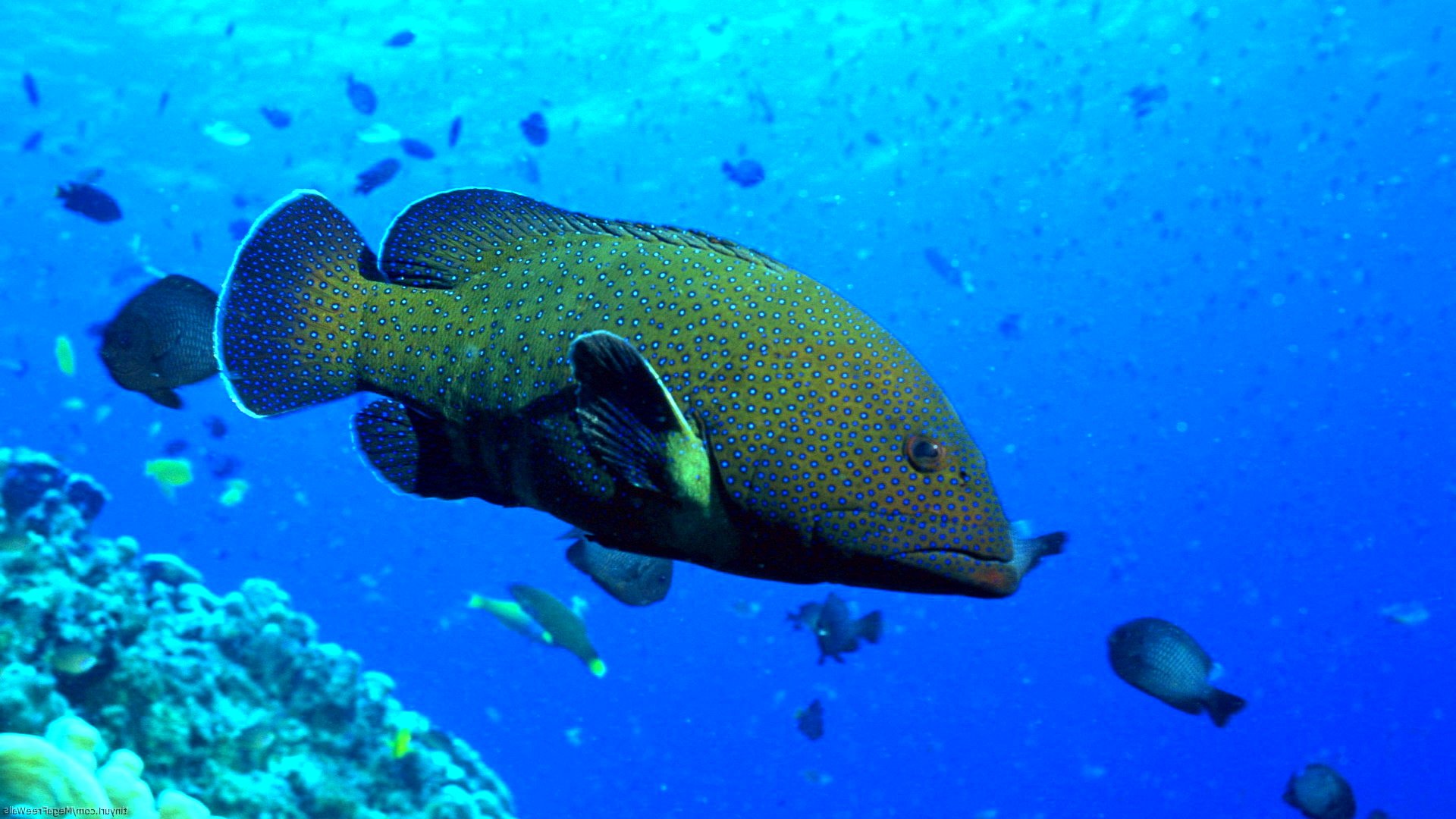 fish, Fishes, Underwater, Ocean, Sea, Sealife, Nature Wallpaper