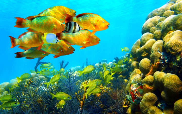 fish, Fishes, Underwater, Ocean, Sea, Sealife, Nature HD Wallpaper Desktop Background