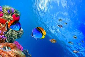 fish, Fishes, Underwater, Ocean, Sea, Sealife, Nature