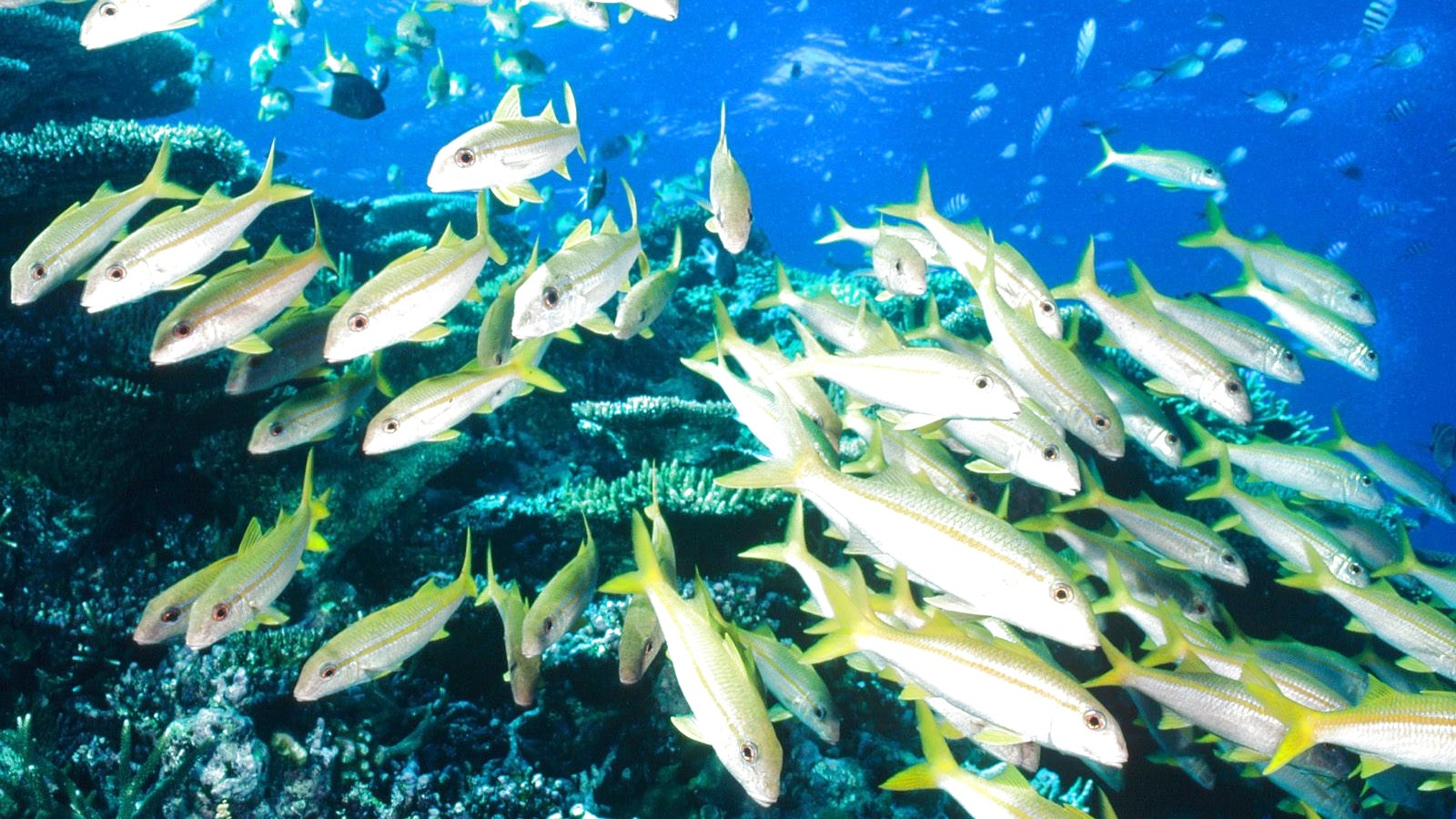 fish, Fishes, Underwater, Ocean, Sea, Sealife, Nature Wallpaper