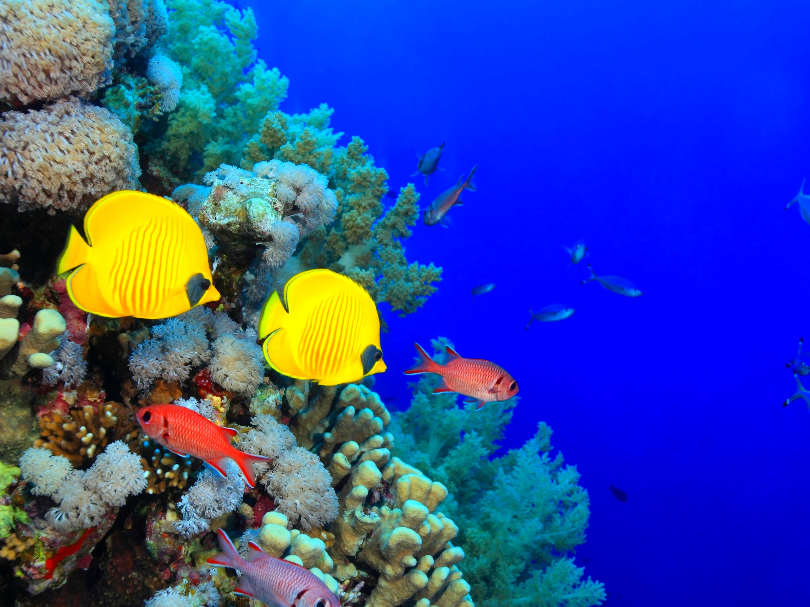 fish-fishes-underwater-ocean-sea-sealife-nature-wallpapers-hd