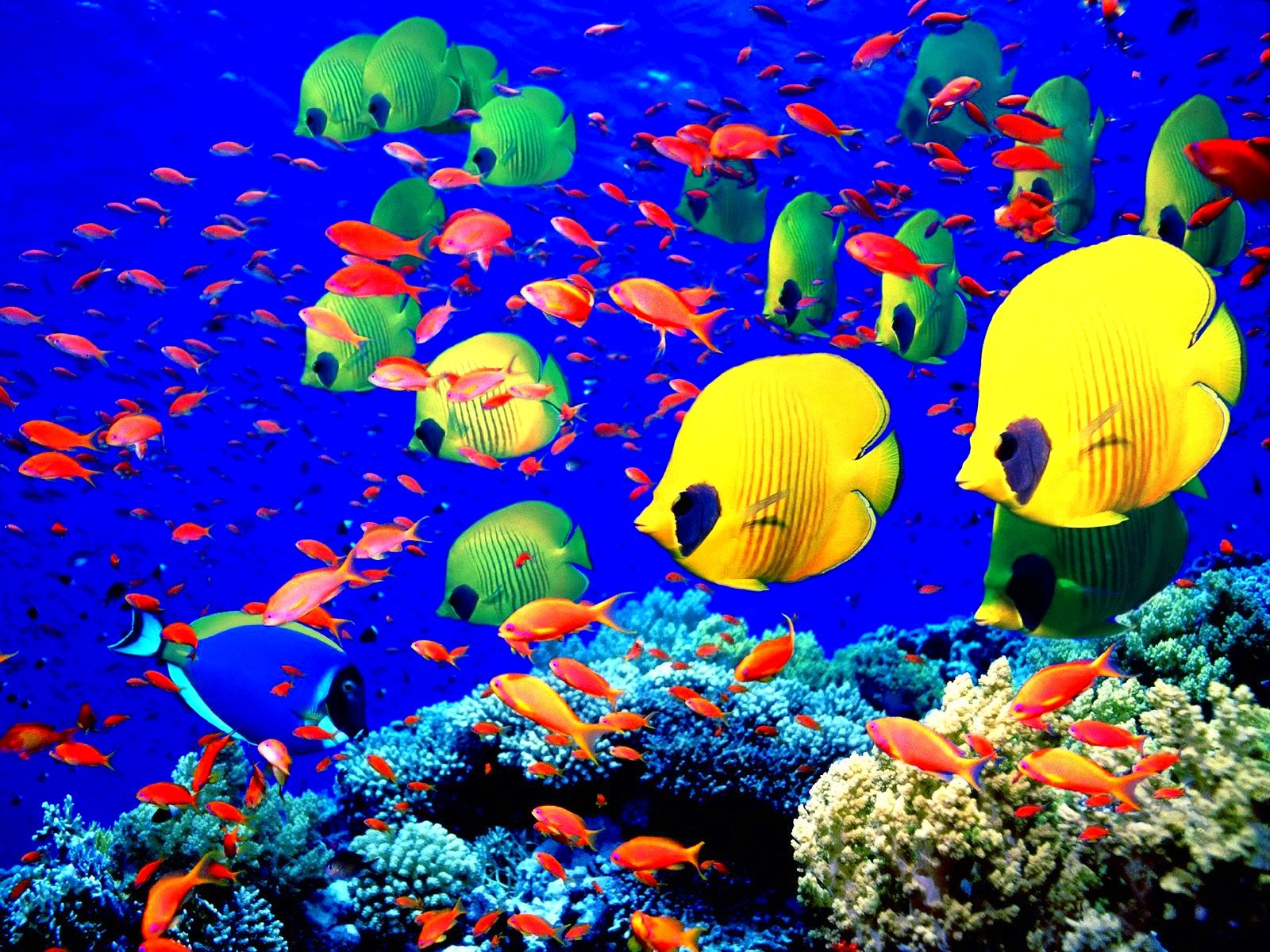 fish, Fishes, Underwater, Ocean, Sea, Sealife, Nature Wallpaper