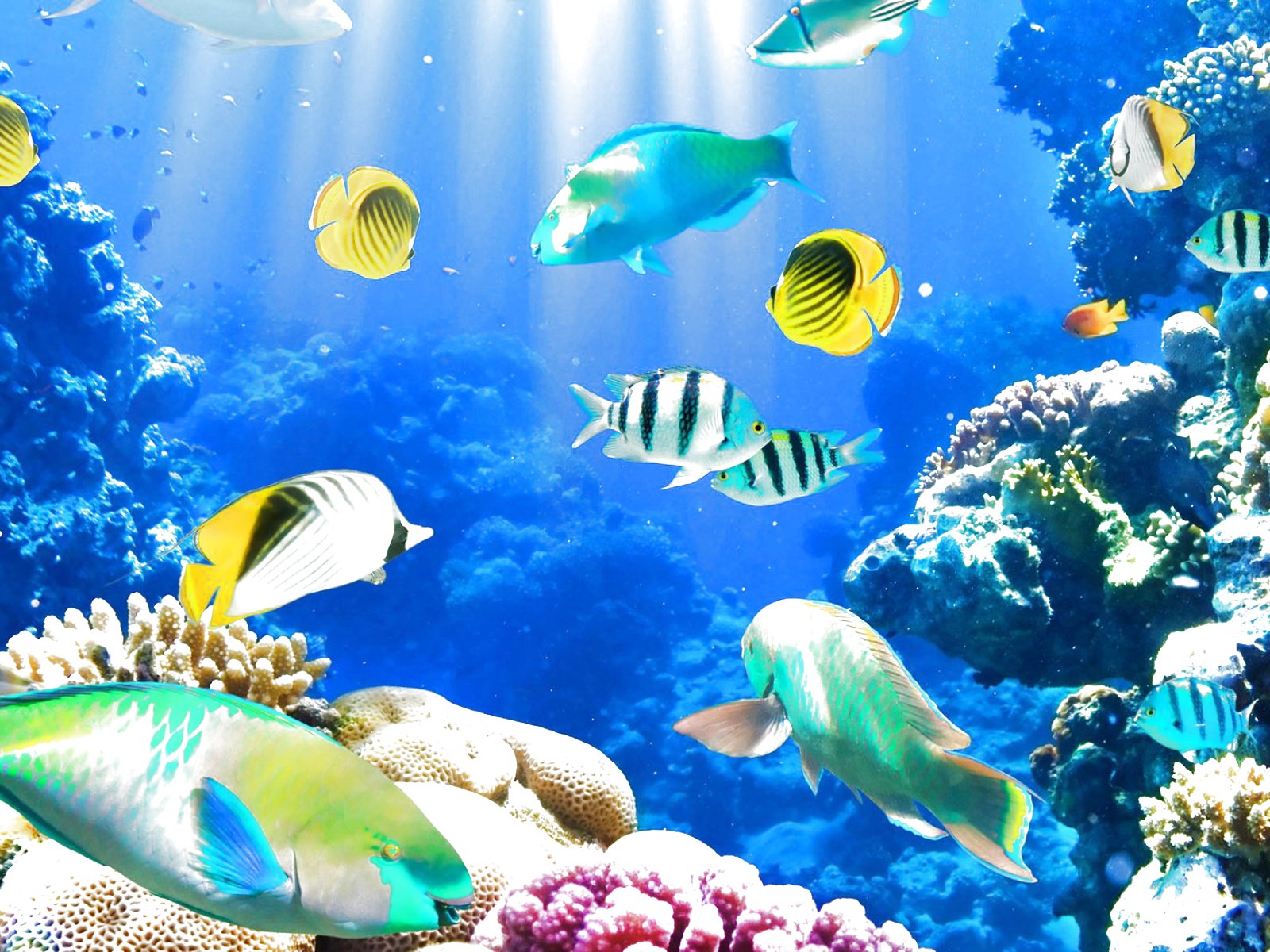 fish, Fishes, Underwater, Ocean, Sea, Sealife, Nature Wallpapers HD /  Desktop and Mobile Backgrounds