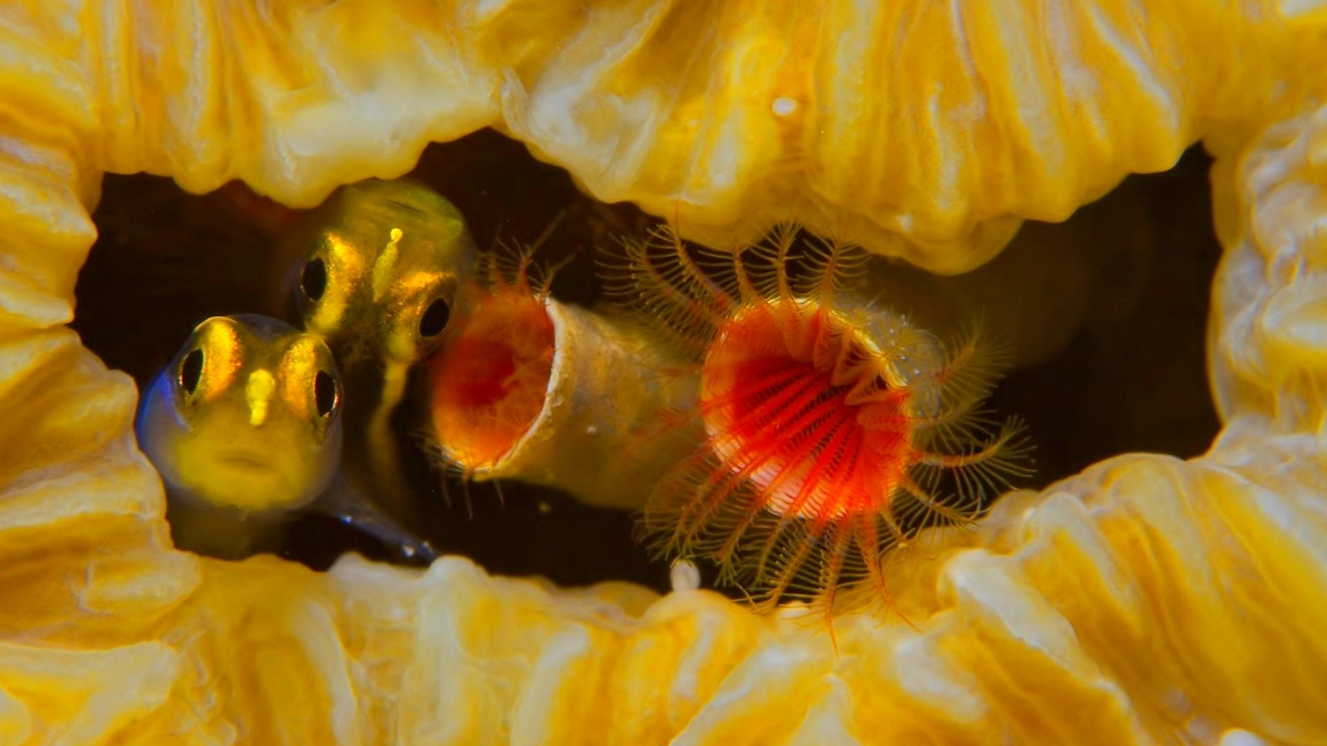 fish, Fishes, Underwater, Ocean, Sea, Sealife, Nature Wallpaper