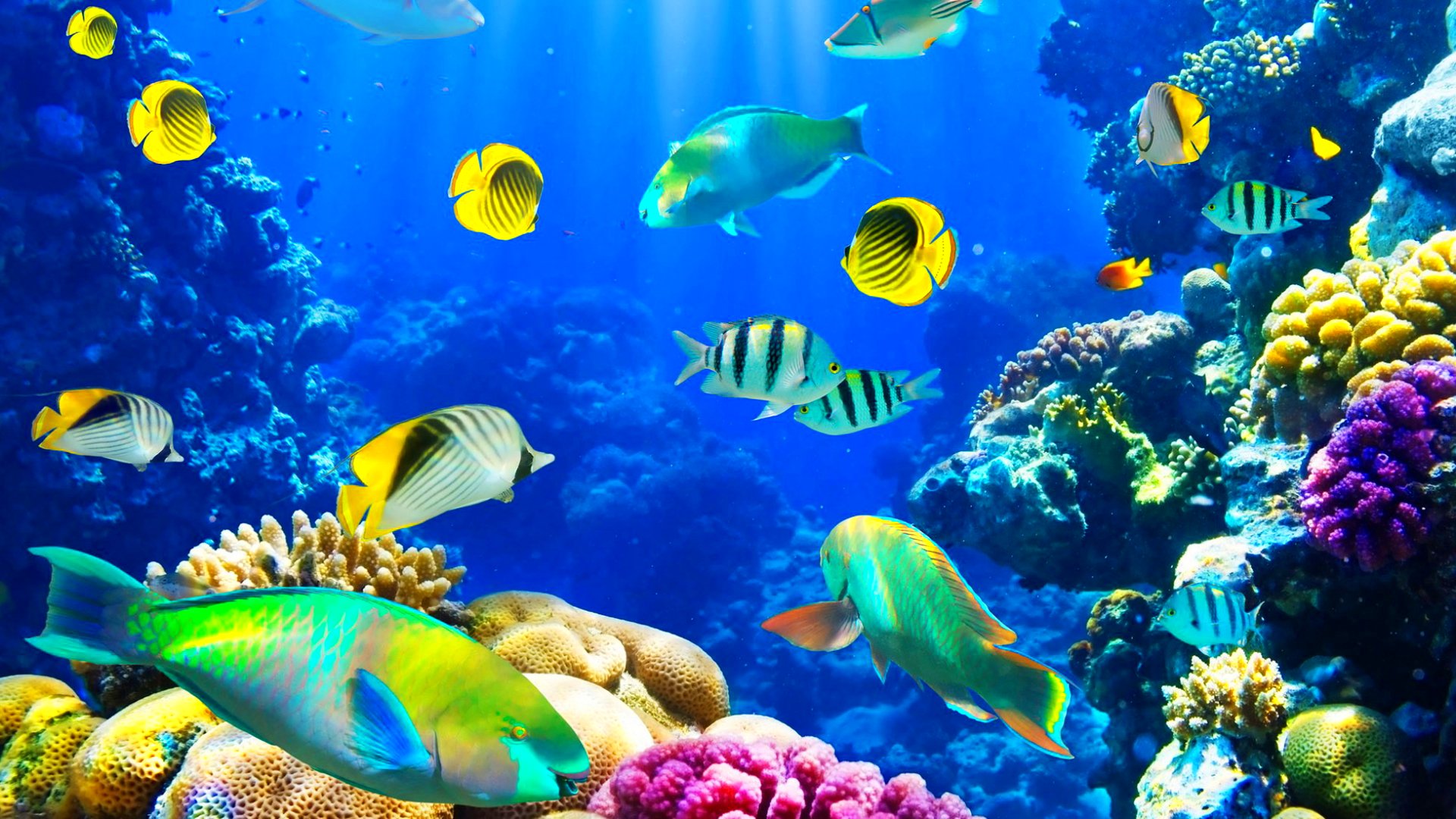 fish, Fishes, Underwater, Ocean, Sea, Sealife, Nature Wallpaper