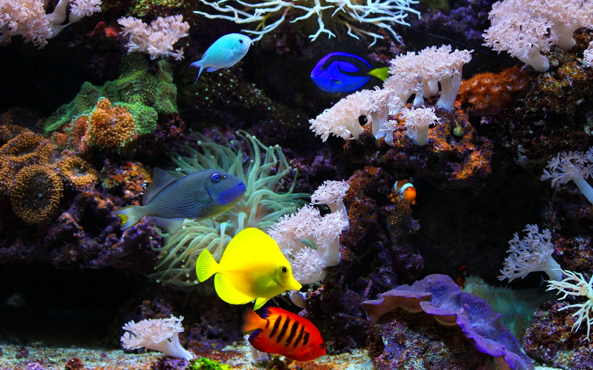 fish, Fishes, Underwater, Ocean, Sea, Sealife, Nature Wallpapers HD ...