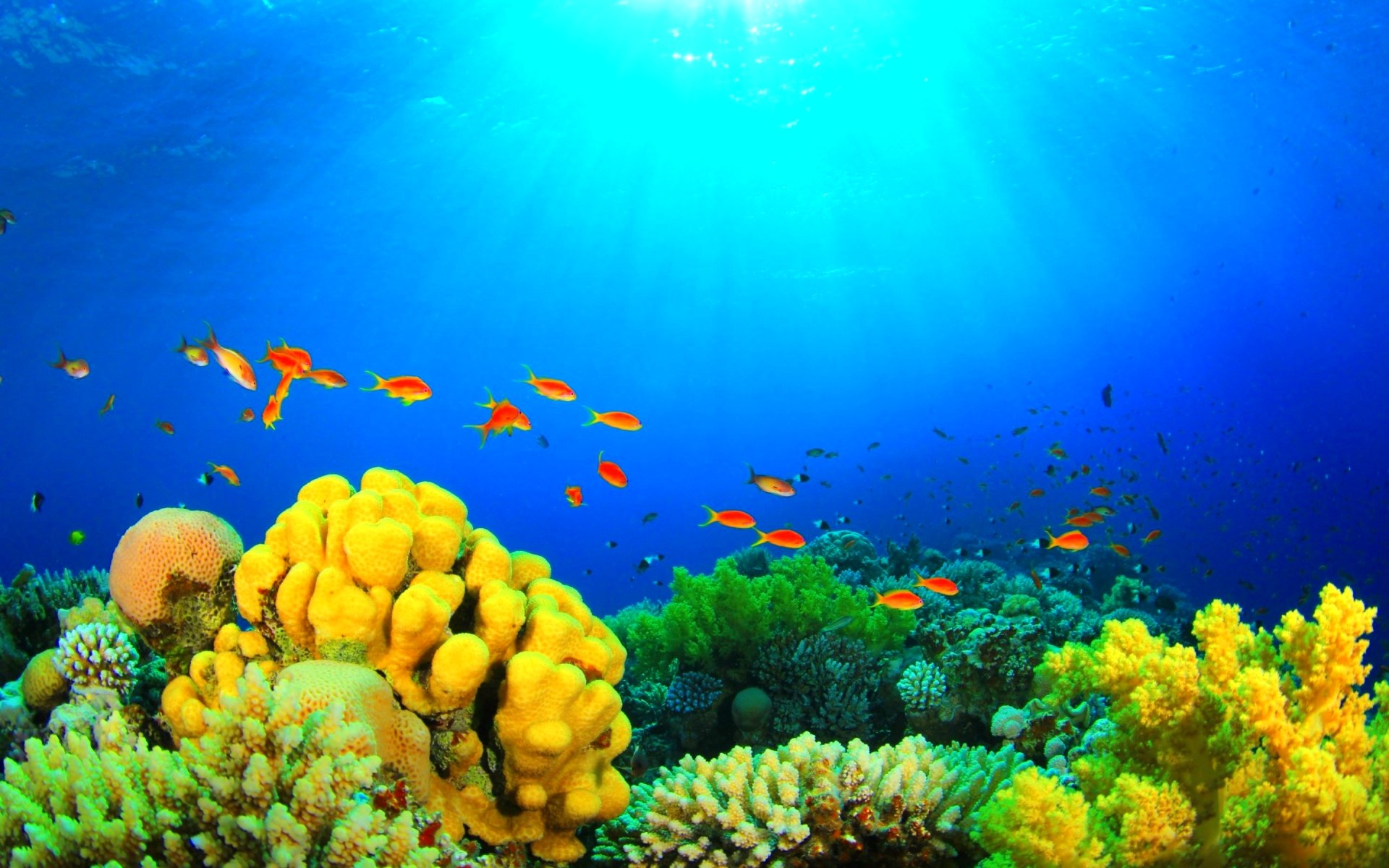 fish, Fishes, Underwater, Ocean, Sea, Sealife, Nature Wallpaper