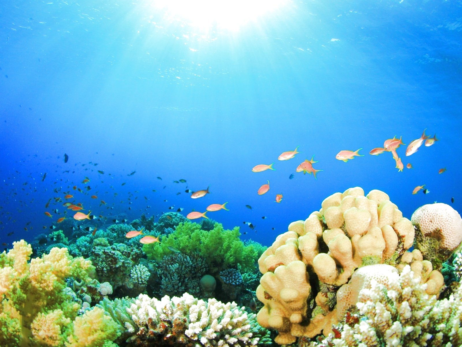 fish, Fishes, Underwater, Ocean, Sea, Sealife, Nature Wallpaper