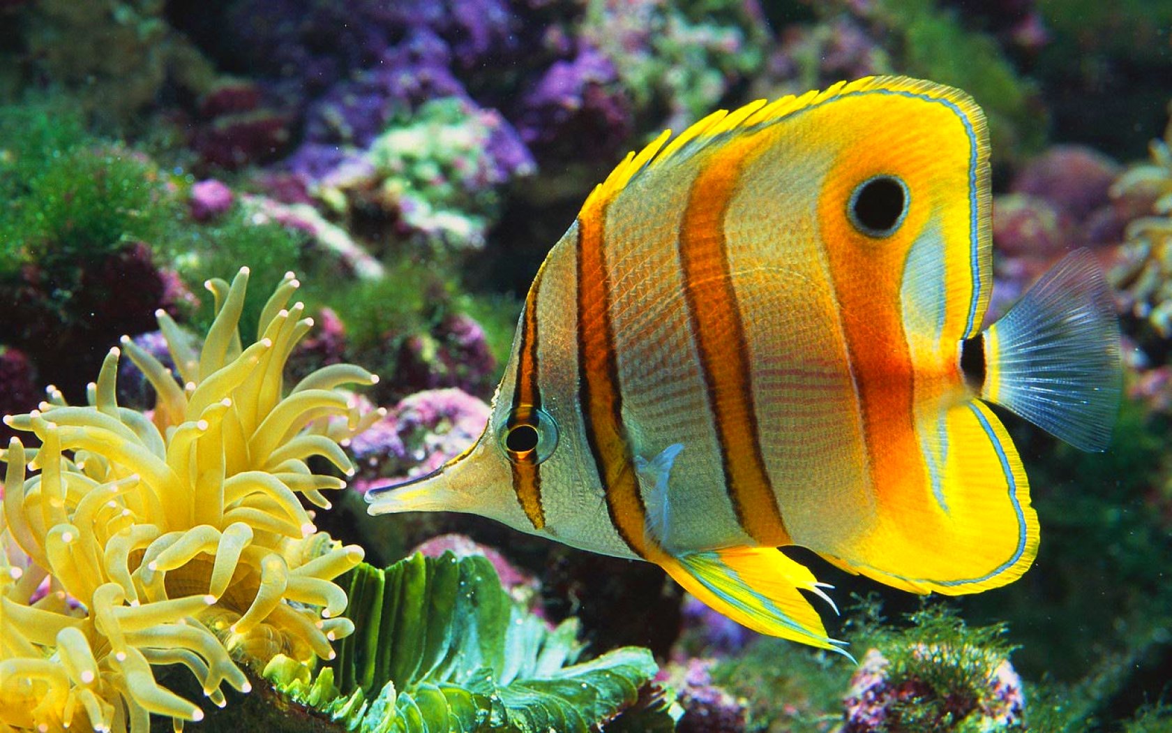 Underwater Ocean Fish