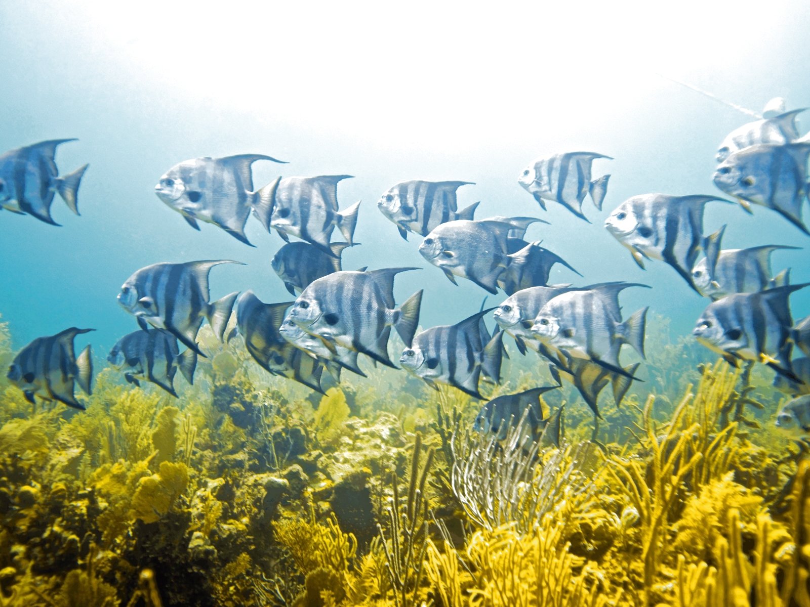 fish, Fishes, Underwater, Ocean, Sea, Sealife, Nature Wallpaper