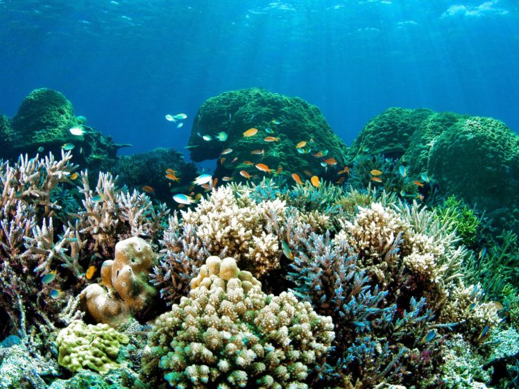 fish, Fishes, Underwater, Ocean, Sea, Sealife, Nature HD Wallpaper Desktop Background