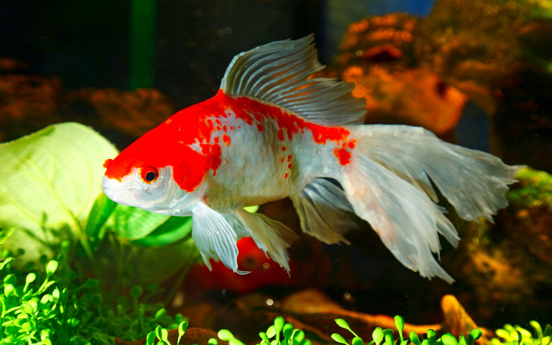 fish, Fishes, Underwater, Ocean, Sea, Sealife, Nature Wallpaper
